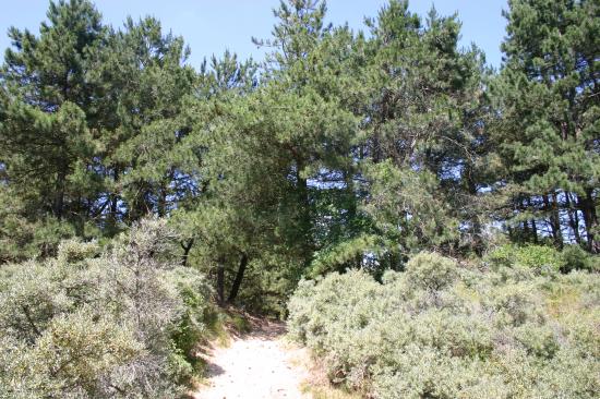 Les Landes? Non la côte d'Opale (Pas de Calais)